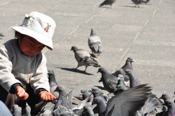 Criança alimenta alguns dos milhares de pombos da Plaza de Armas de Arequipa - Peru